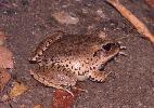 Photo of Mixophyes fasciolatus (great barred frog) - Queensland Government