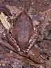 Photo of Mixophyes fasciolatus (great barred frog) - Queensland Government,1978