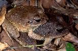 Photo of Mixophyes fasciolatus (great barred frog) - Hines, H.,Queensland Government,1999