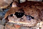 Photo of Mixophyes fasciolatus (great barred frog) - Hines, H.,Queensland Government,1999