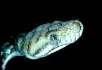 Photo of Simalia amethistina (amethystine python (New Guinean form)) - McGreevy, D.,Queensland Government,1978