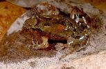 Photo of Crinia remota (northern froglet) - McDonald, K.,Queensland Government,1997