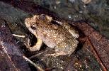 Photo of Crinia signifera (clicking froglet) - Hines, H.,Queensland Government,1999