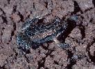 Photo of Crinia signifera (clicking froglet) - Hines, H.,Queensland Government,2000