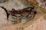 Photo of Crinia tinnula (wallum froglet) - Hines, H.,Department of Environment and Resource Management (DERM),1998