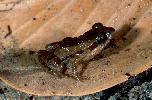 Photo of Crinia tinnula (wallum froglet) - Hines, H.,Queensland Government,1998