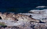 Photo of Crocodylus johnstoni (Australian freshwater crocodile) - Queensland Government,1981