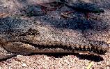Photo of Crocodylus johnstoni (Australian freshwater crocodile) - Queensland Government,1977