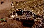 Photo of Cyclorana australis (northern snapping frog) - McDonald, K.,DEHP,2004