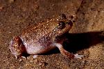 Photo of Cyclorana cryptotis (earless frog) - McDonald, K.,DEHP,2004