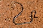 Photo of Demansia torquata (collared whipsnake) - Queensland Government,1988