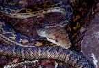 Photo of Simalia amethistina (amethystine python (New Guinean form)) - Queensland Government