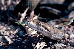 Photo of Simalia amethistina (amethystine python (New Guinean form)) - Queensland Government,1986
