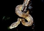 Photo of Morelia spilota (carpet python) - Queensland Government
