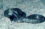 Photo of Pseudechis guttatus (spotted black snake) - Queensland Government,1985
