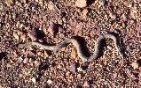 Photo of Pseudonaja modesta (ringed brown snake) - Queensland Government,1977