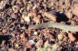Photo of Pseudonaja modesta (ringed brown snake) - Queensland Government,1977