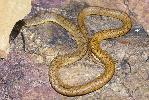 Photo of Pseudonaja nuchalis sensu lato (western brown snake) - Queensland Government,1988