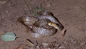 Photo of Pseudonaja textilis (eastern brown snake) - Queensland Government