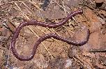 Photo of Anilios broomi (faint-striped blind snake) - Queensland Government,1988