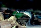 Photo of Cryptophis nigrescens (eastern small-eyed snake) - Queensland Government,1981