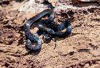 Photo of Cryptophis nigrescens (eastern small-eyed snake) - Queensland Government,1986