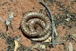 Photo of Brachyurophis fasciolatus (narrow-banded snake) - McDonald, K.,Queensland Government,1975