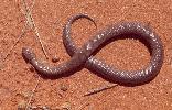 Photo of Suta suta (myall snake) - Queensland Government,1976