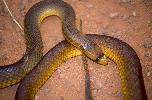 Photo of Pseudonaja nuchalis sensu lato (western brown snake) - Queensland Government