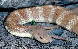 Photo of Notechis scutatus (eastern tiger snake) - Queensland Government,1985