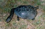 Photo of Chelodina rugosa (northern snake-necked turtle) - Dollery, C.,QPWS,2003