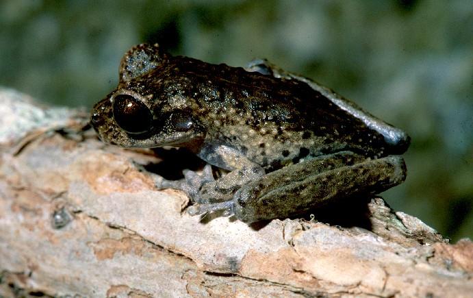 Species Profile—Litoria Andiirrmalin (Melville Range Treefrog ...