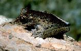 Photo of Litoria andiirrmalin (Melville Range treefrog) - Dollery, C.,Colin Dollery,2003