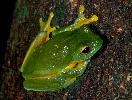Photo of Litoria chloris (orange eyed treefrog) - Hines, H.,Queensland Government,1999
