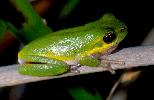 Photo of Litoria cooloolensis (Cooloola sedgefrog) - Hines, H.,Queensland Government,1998