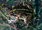Photo of Cyclorana alboguttata (greenstripe frog) - Queensland Government,1978