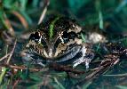 Photo of Cyclorana alboguttata (greenstripe frog) - Queensland Government,1978