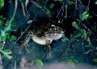 Photo of Cyclorana alboguttata (greenstripe frog) - Hines, H.,Queensland Government,1999