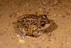 Photo of Cyclorana brevipes (superb collared frog) - McDonald, K.,Queensland Government,1997