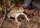 Photo of Cyclorana cultripes (grassland collared frog) - McDonald, K.,Queensland Government,1999