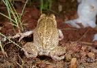 Photo of Cyclorana cultripes (grassland collared frog) - McDonald, K.,Queensland Government,1999