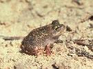 Photo of Cyclorana manya (little collared frog) - McDonald, K.,Queensland Government,1997