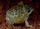 Photo of Cyclorana manya (little collared frog) - McDonald, K.,Queensland Government,1997