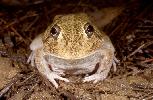 Photo of Cyclorana novaehollandiae (eastern snapping frog) - McDonald, K.,Queensland Government,1997