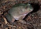 Photo of Cyclorana platycephala (water holding frog) - Hines, H.,Queensland Government,1998