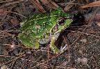 Photo of Cyclorana verrucosa (rough collared frog) - Hines, H.,Queensland Government,1998