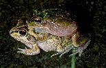 Photo of Cyclorana verrucosa (rough collared frog) - Hines, H.,Queensland Government,1999