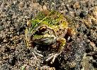 Photo of Cyclorana verrucosa (rough collared frog) - McDonald, K.,Queensland Government,1999