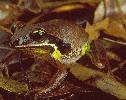 Photo of Litoria brevipalmata (green thighed frog) - Queensland Government,2001