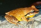 Photo of Litoria brevipalmata (green thighed frog) - Hines, H.,Queensland Government,1998